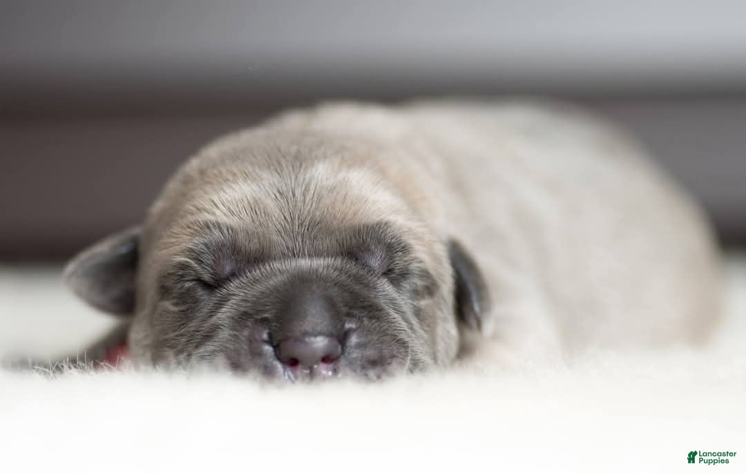 Cane Corso dogs Titan Bones Vanguard Defender  - Ad 38