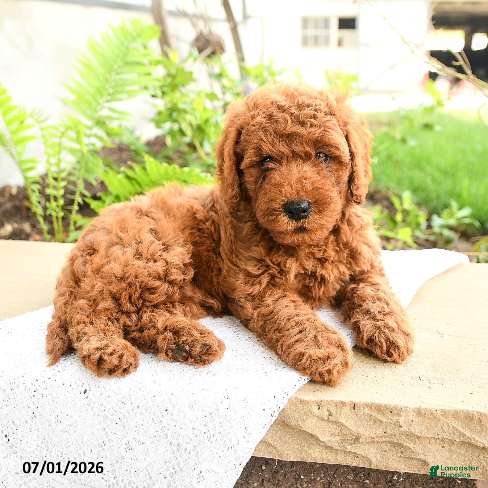 Miniature Poodle dogs Sleepy - Ad 1