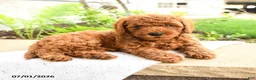 Miniature Poodle dogs for sale: Sleepy - Ad 1
