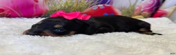 Dachshund dogs for sale: Winney - Ad 2