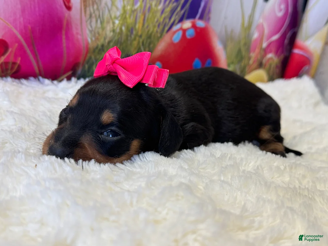Dachshund dogs for sale: Winney - Ad 2
