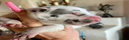 Great Dane dogs for sale: Obisidian Wildfire Ember - Ad 5