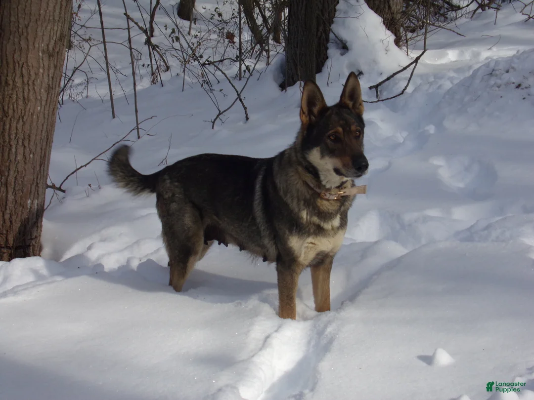 German Shepherd dogs for sale: Charlie - Ad 4