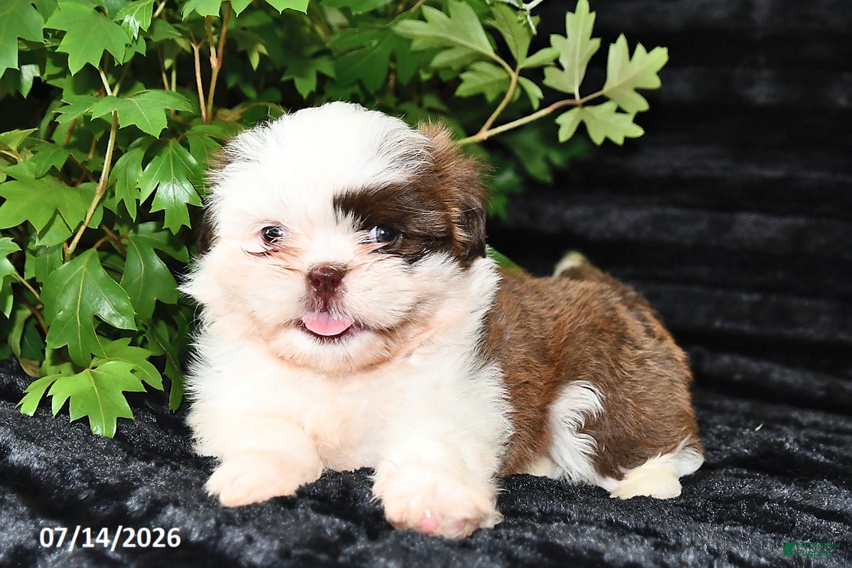 Shih Tzu dogs Daisy - Ad 2