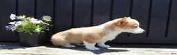 Welsh Corgi Pembroke dogs for sale: Seth - Ad 3