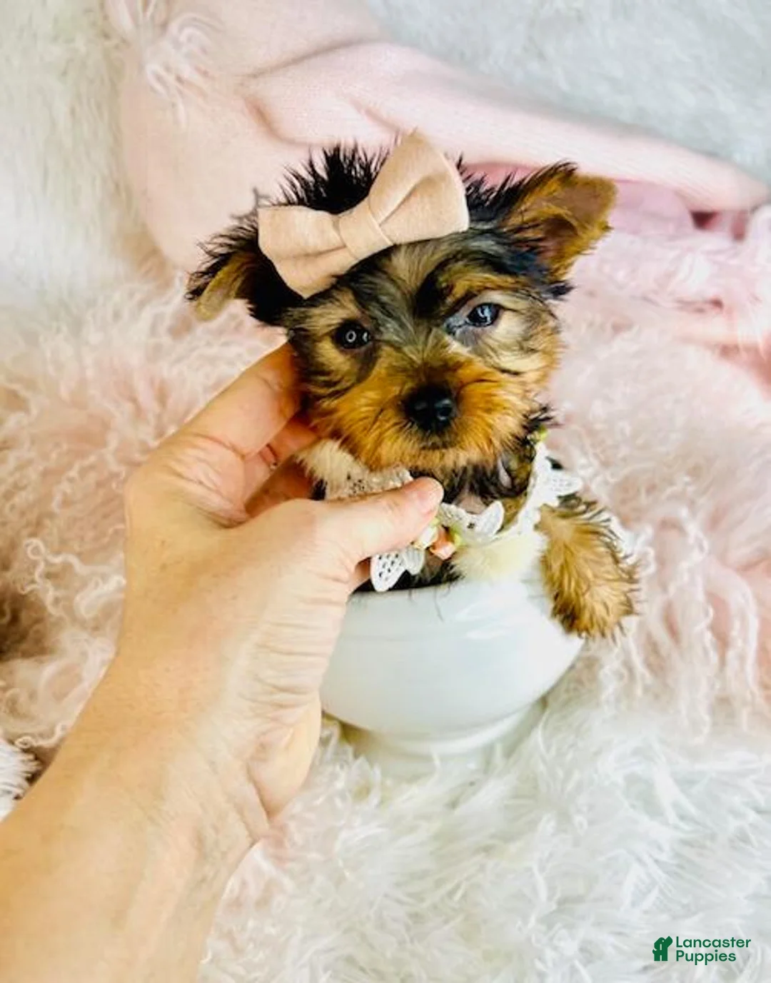 Yorkshire Terrier dogs for sale: Yorkshire Terrier Puppy 1 - Ad 3