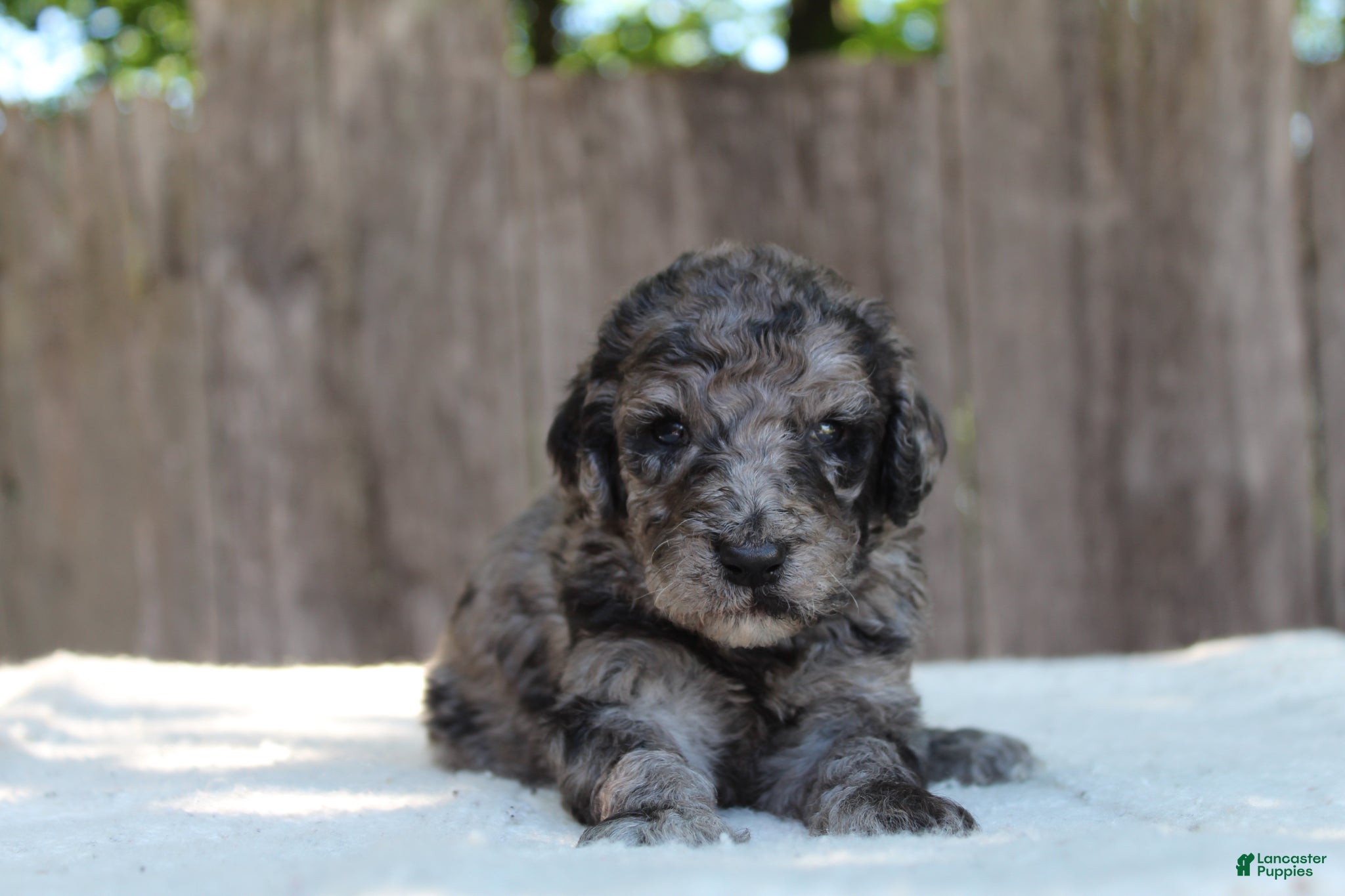 Standard Poodle dogs Ash AKC Standard Poodle - Ad 1