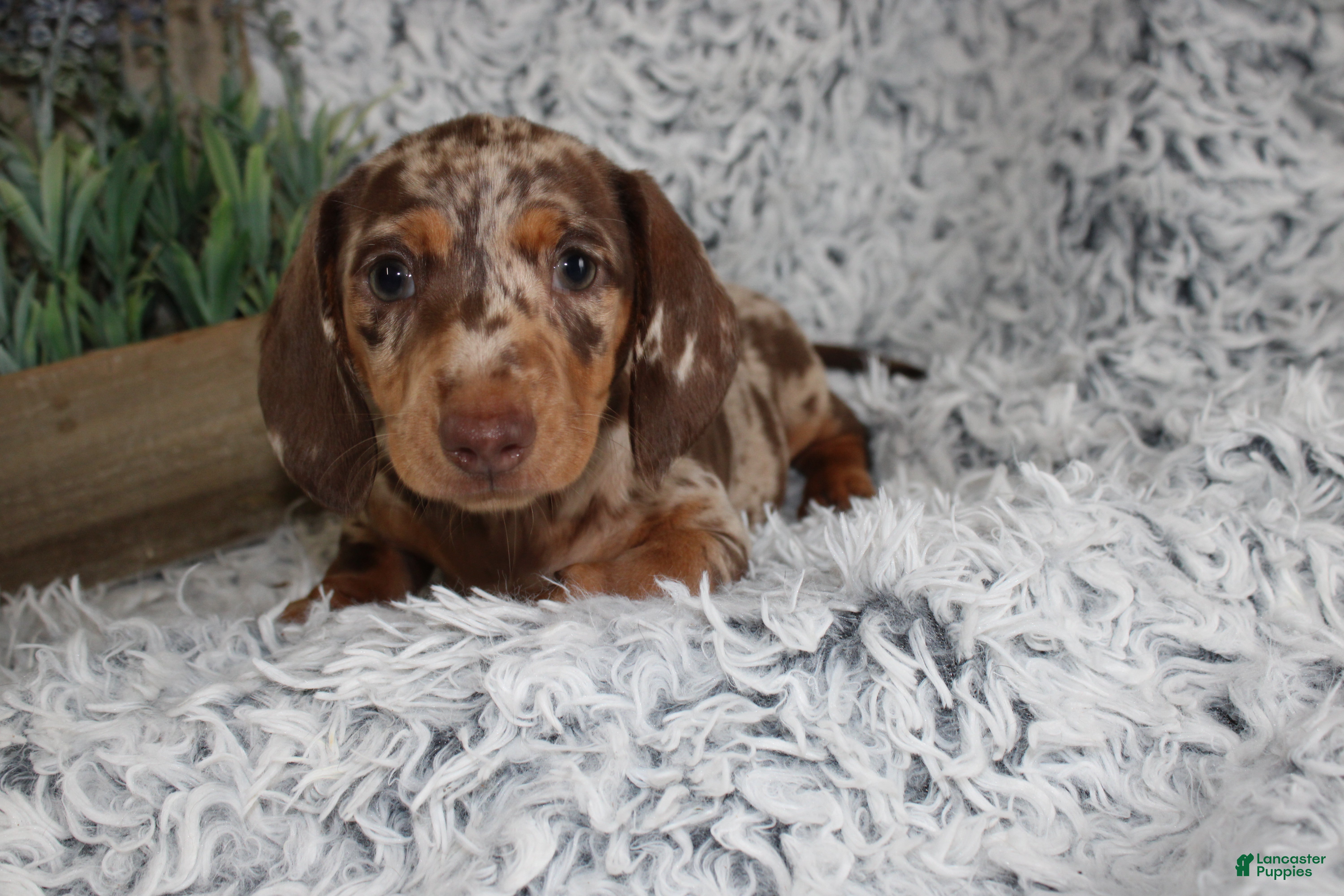 Dachshund dogs HARPER - Ad 2