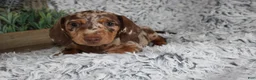 Dachshund dogs for sale: HARPER - Ad 2