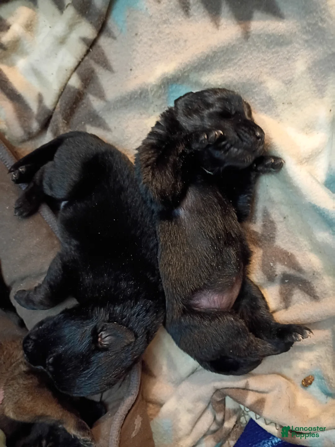 Mixed Breed dogs for sale: Mixed Breed Puppy 4 - Ad 1