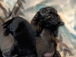 Mixed Breed dogs Mixed Breed Puppy 4 - Ad 29