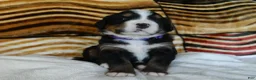 Bernese Mountain Dog dogs for sale: Barbie - Ad 2