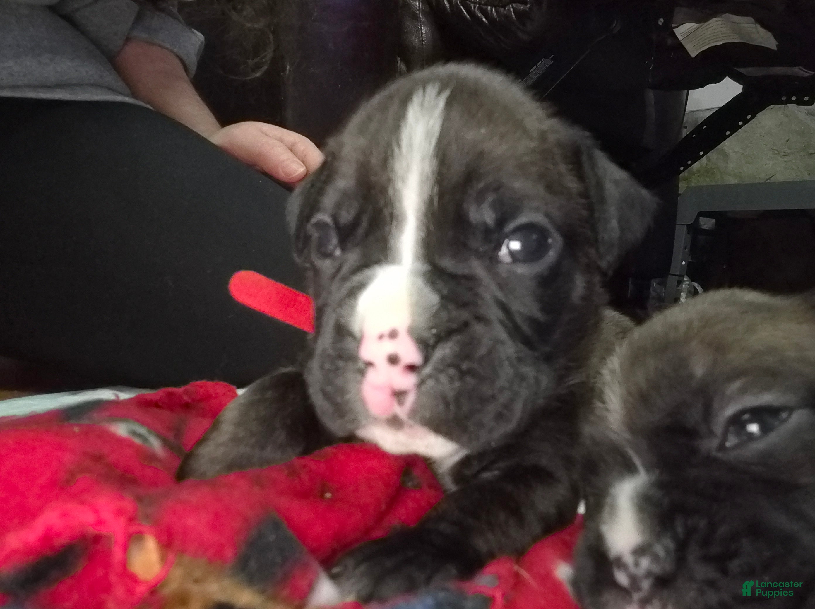 Boxer dogs Red - Ad 2