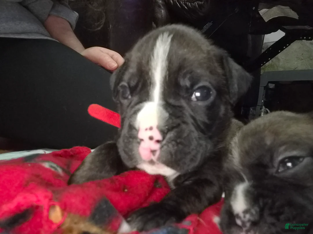 Boxer dogs for sale: Red - Ad 1