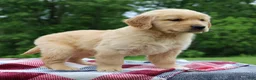Golden Retriever dogs for sale: Duke - Ad 6