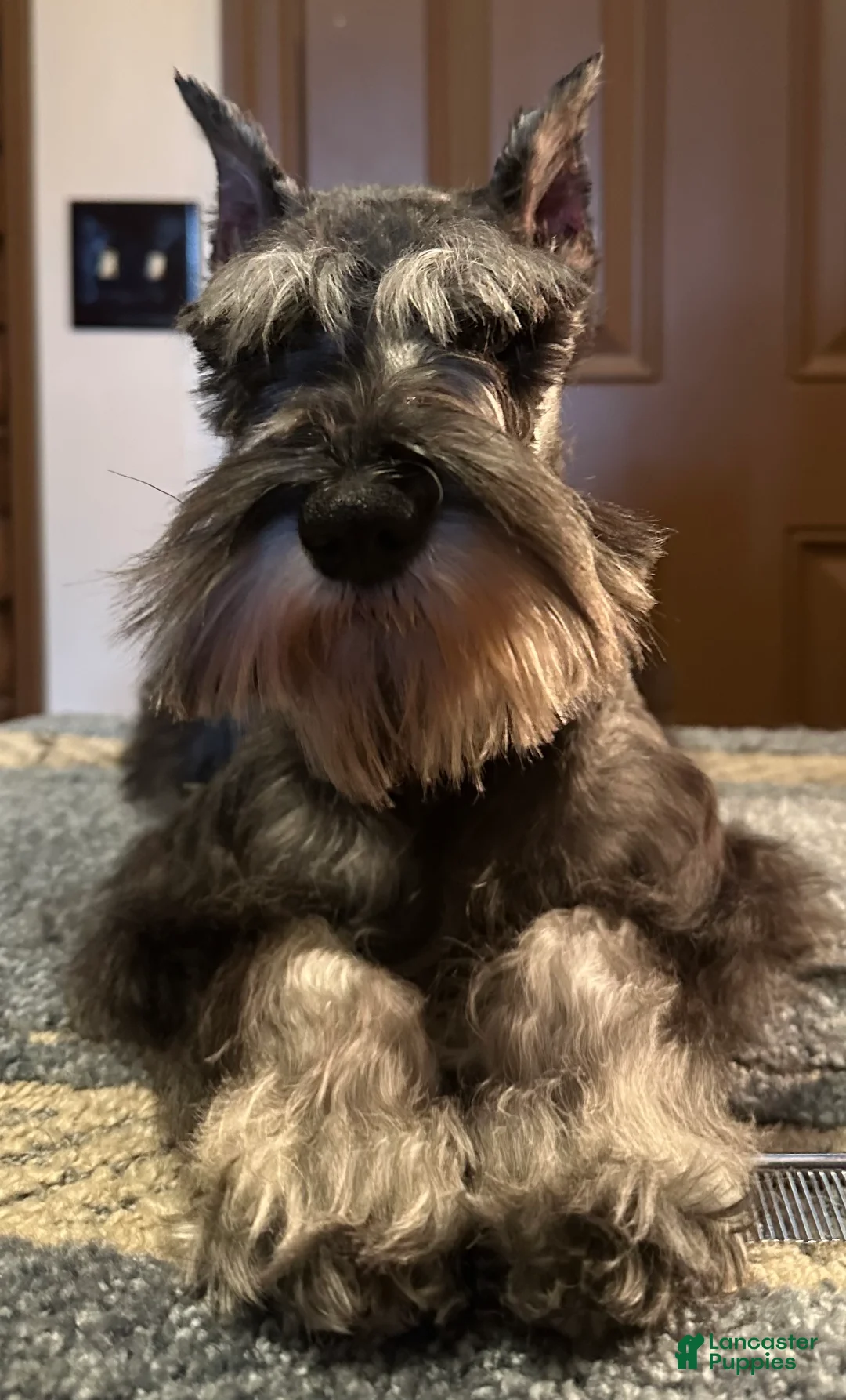 Miniature Schnauzer dogs for sale: Journey - Ad 1