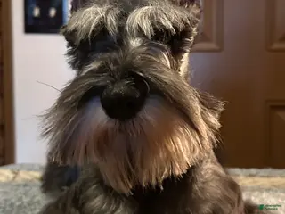 Miniature Schnauzer dogs Journey - Ad 30