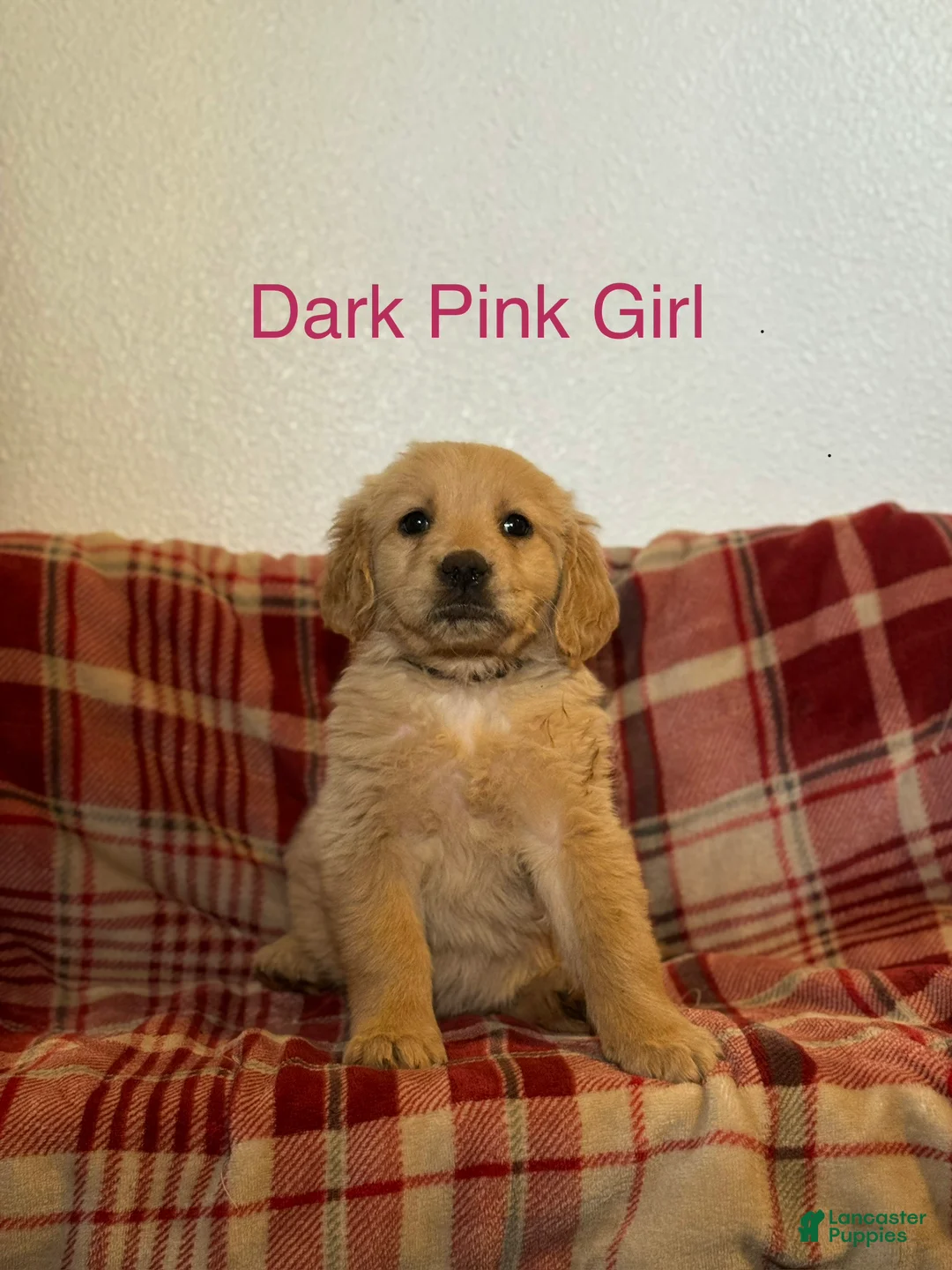 Golden Retriever dogs for sale: Dark Pink Collar Female - Ad 1