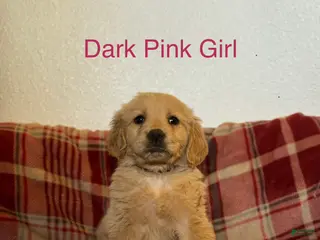 Golden Retriever dogs Dark Pink Collar Female - Ad 5