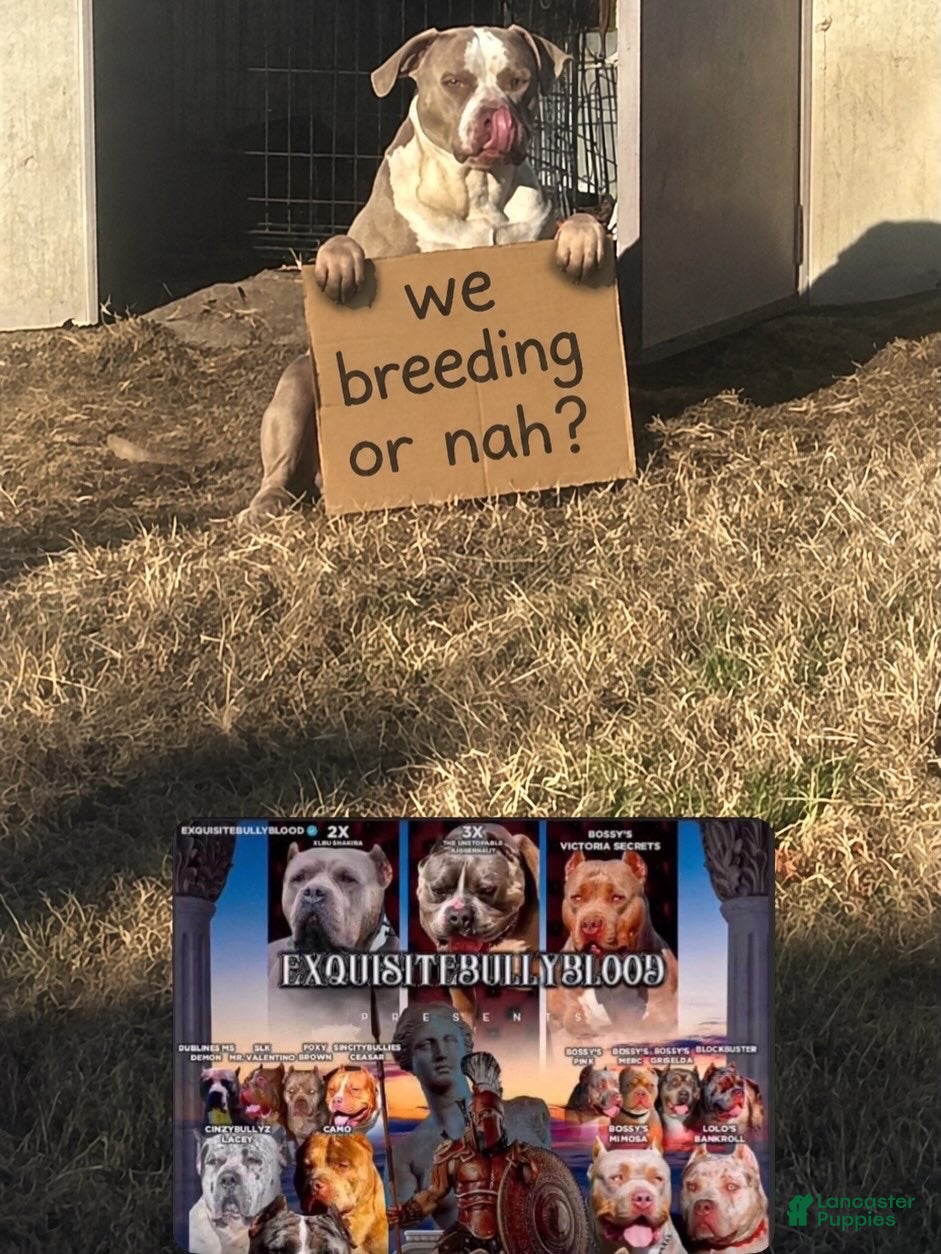 American Bully dogs Behr of NMAL Kennels  - Ad 9
