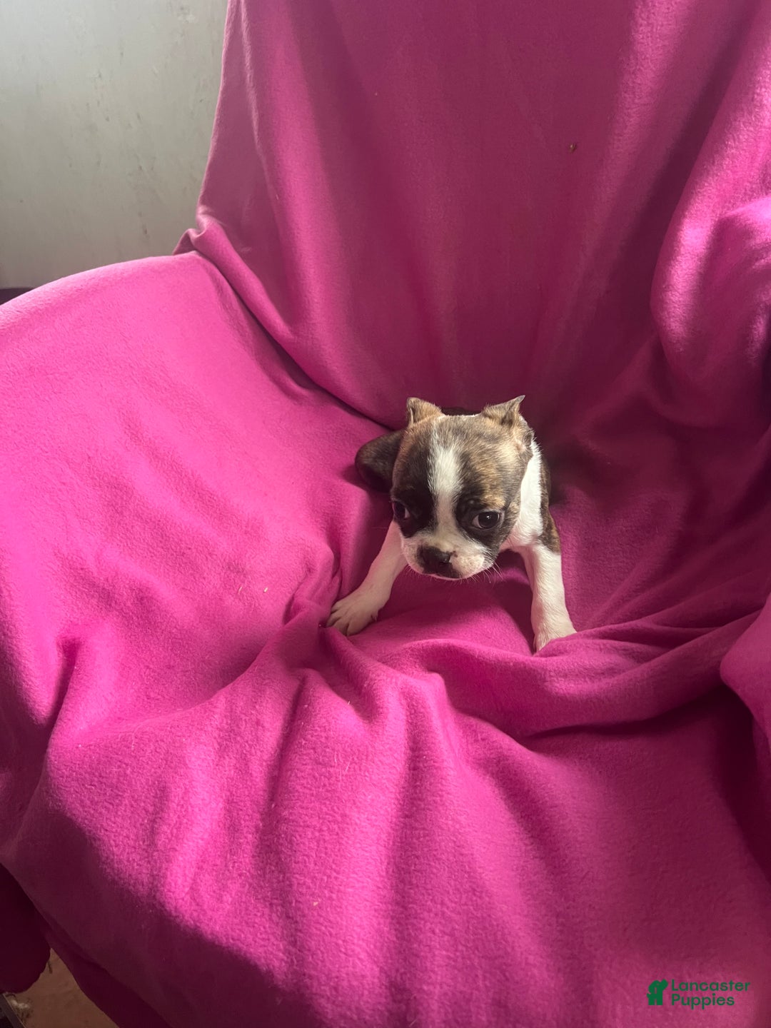 Mixed Breed dogs for sale: Karena - Ad 2