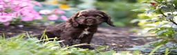 Cocker Spaniel dogs for sale: Harlow - Ad 3
