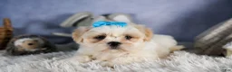 Shih Tzu dogs for sale: GUNNER - Ad 3