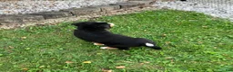 Bernese Mountain Dog dogs for sale: Akc Mitchell - Ad 3