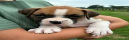 Boxer dogs for sale: Connie - Ad 3