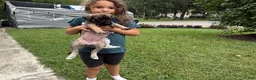 English Mastiff dogs for sale: Banshee  - Ad 3