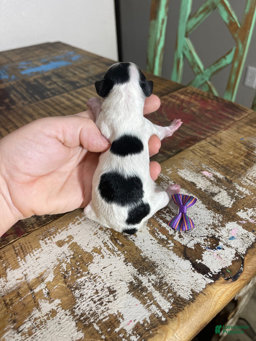 Miniature Poodle dogs for sale: Akc Clear Purple Bow - Ad 14