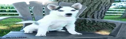 Pomsky dogs for sale: Asher - Ad 5