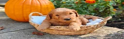 Goldendoodle dogs for sale: Rocky - Ad 7