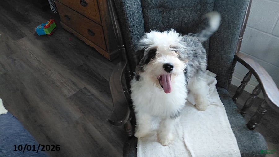 Mini Bernedoodle dogs Sunset - Ad 1