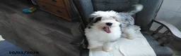 Mini Bernedoodle dogs for sale: Sunset - Ad 1