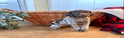German Shorthaired Pointer dogs for sale: Peebles❤️🐾AKC Registered❤️🐾Call 717-321-3928 - Ad 1