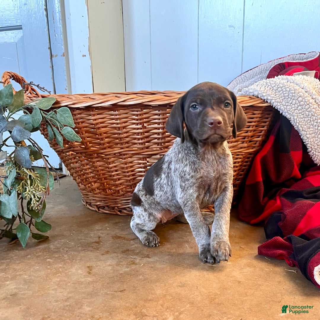 German Shorthaired Pointer dogs for sale: Peebles❤️🐾AKC Registered❤️🐾Call 717-321-3928 - Ad 1
