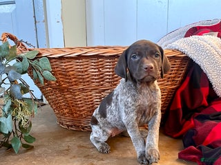 German Shorthaired Pointer dogs Peebles❤️🐾AKC Registered❤️🐾Call 717-321-3928 - Ad 39