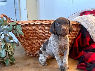 German Shorthaired Pointer dogs Peebles❤️🐾AKC Registered❤️🐾Call 717-321-3928 - Ad 40