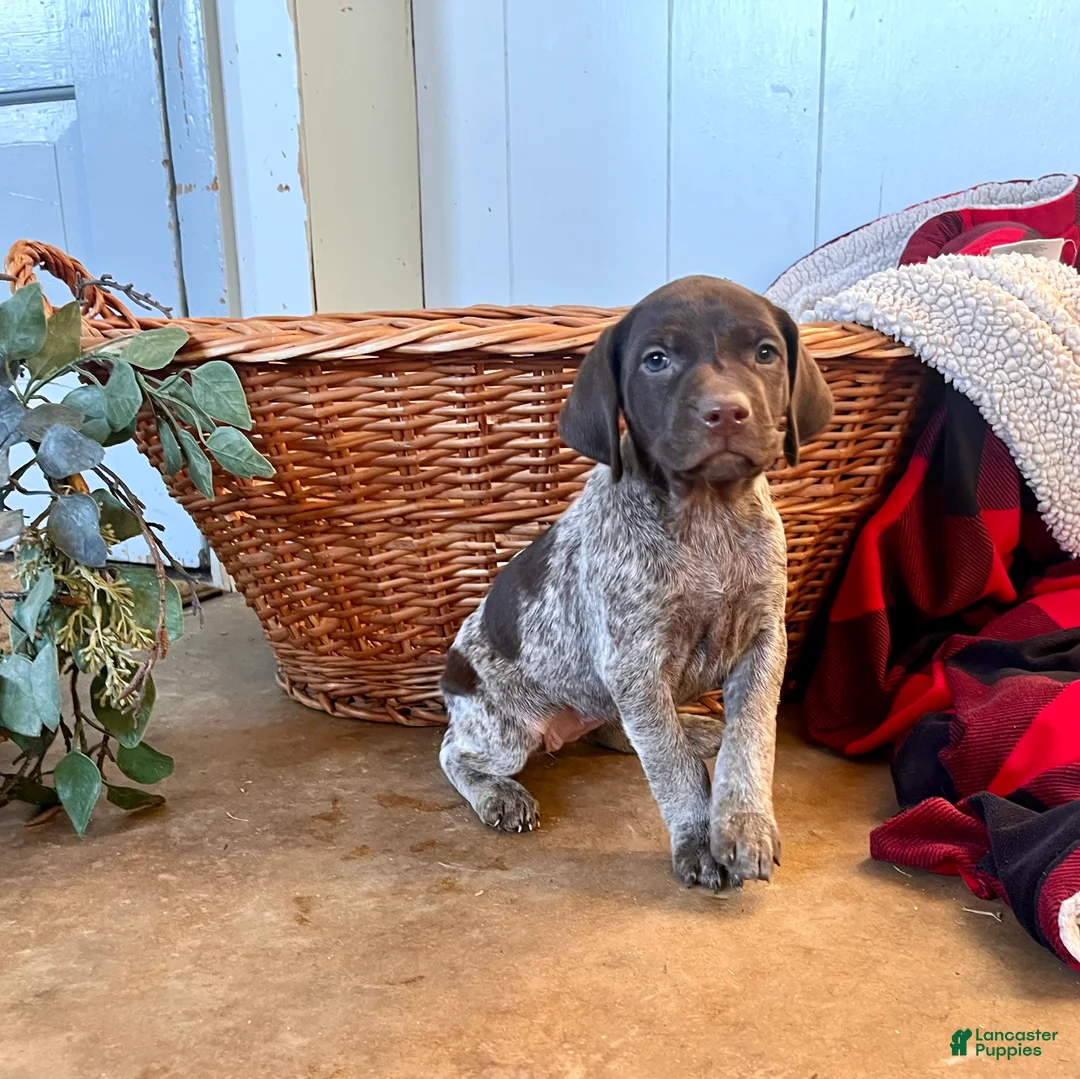 German Shorthaired Pointer dogs for sale: Peebles❤️🐾AKC Registered❤️🐾Call 717-321-3928 - Ad 1