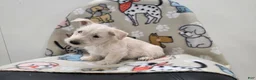 Scottish Terrier dogs for sale: Vivian - Ad 9