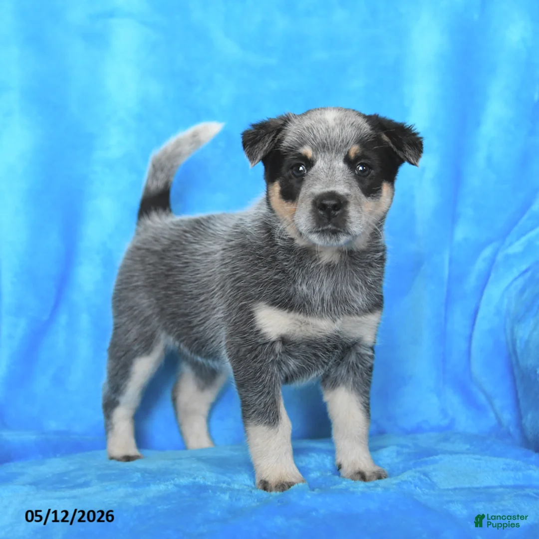Australian Cattle Dog dogs for sale: Jade - Ad 1