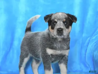 Australian Cattle Dog dogs for sale: Jade - Ad 1
