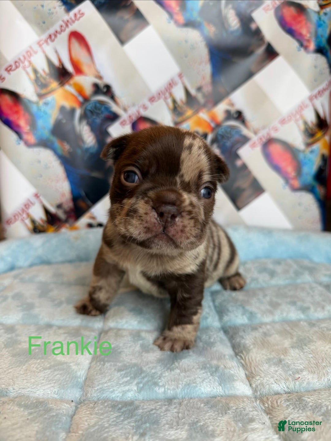 French Bulldog dogs for sale: Boo - Ad 11