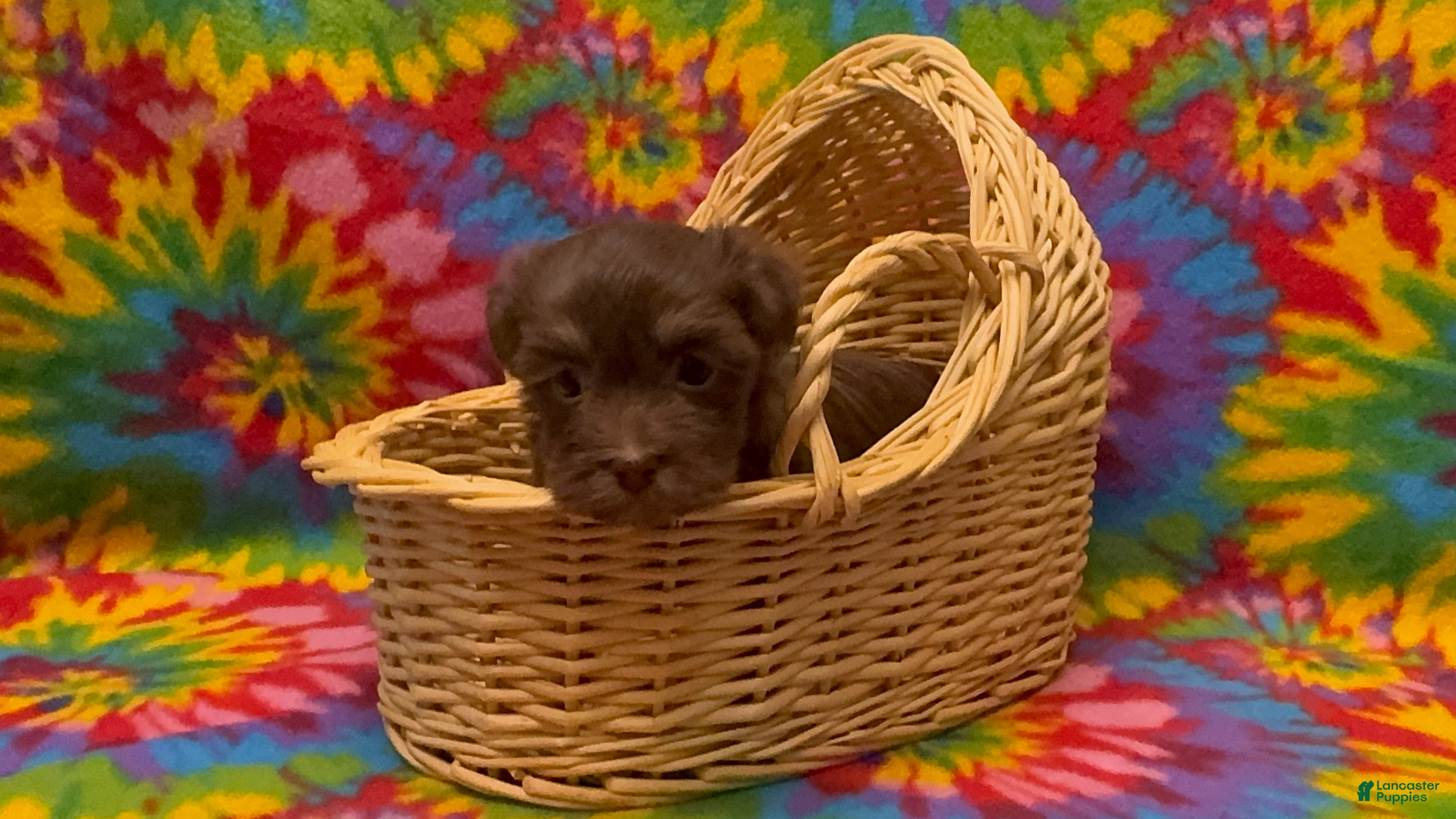 Havanese dogs Prince  - Ad 2