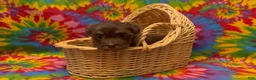 Havanese dogs for sale: Franklin - Ad 3