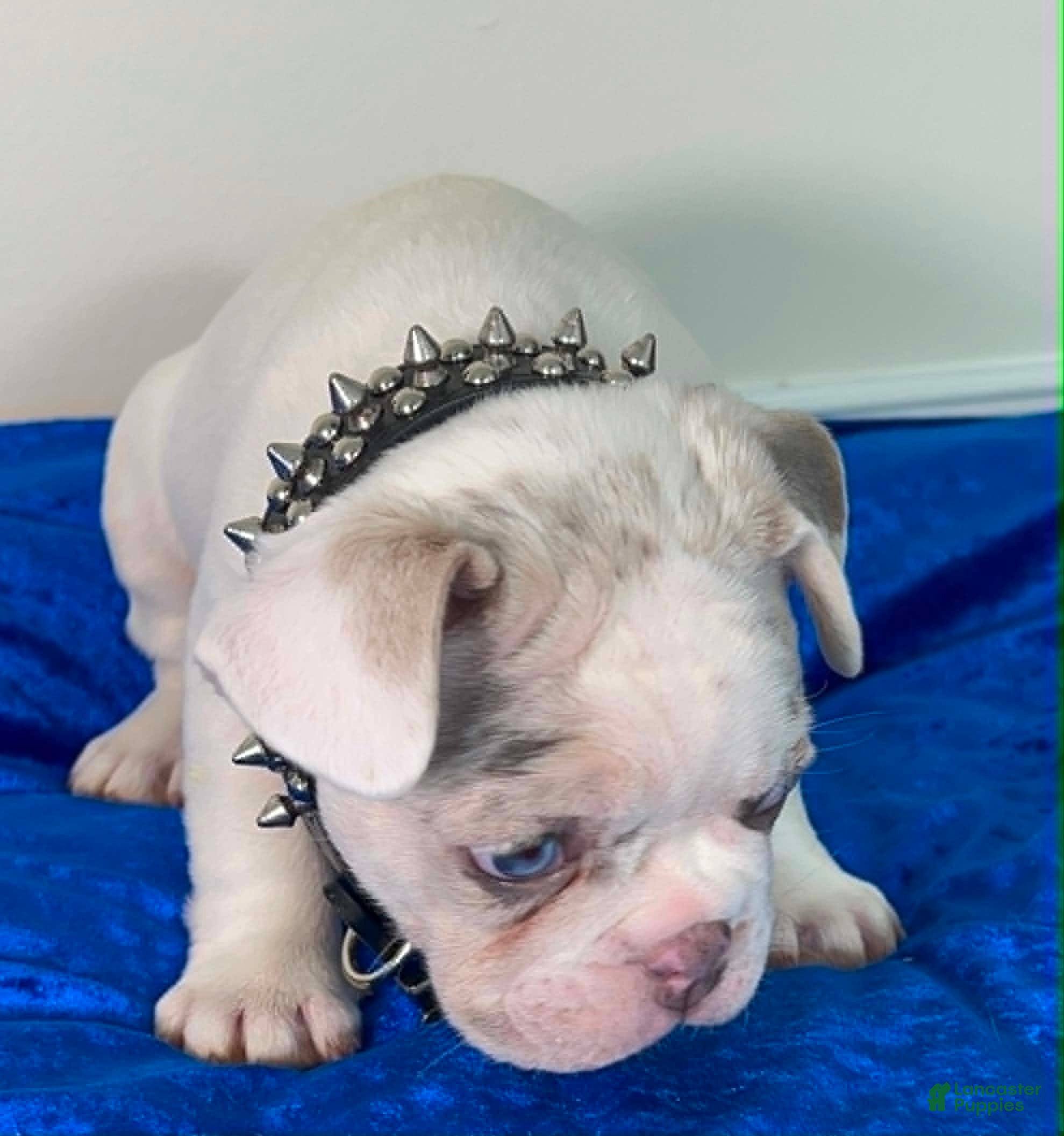 French Bulldog dogs French Bulldog 1 - Ad 2