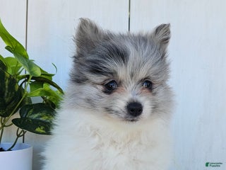 Pomeranian dogs Willow - Ad 37