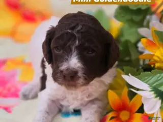 Mini Goldendoodle dogs Verona - Ad 21