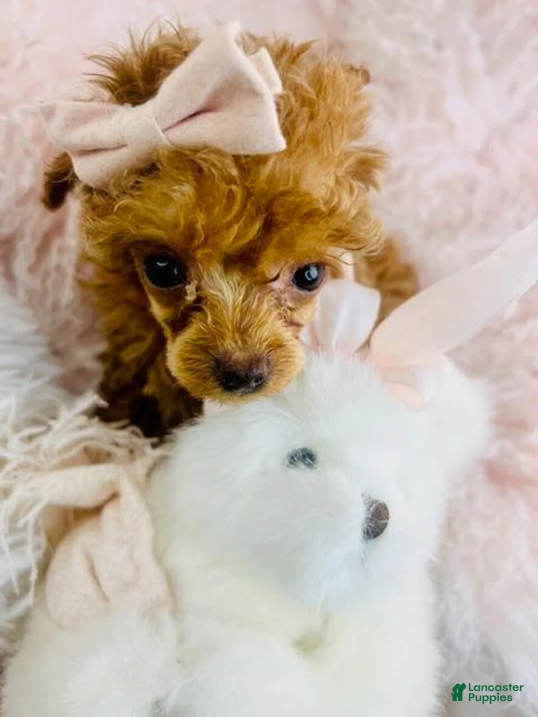 Toy Poodle dogs for sale: Toy Poodle Puppy 1 - Ad 2